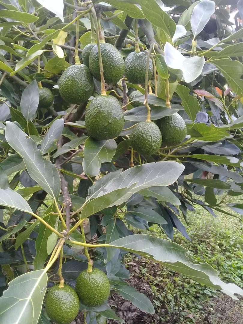 Aguacate Hass