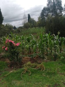 Maiz Para Vender En Mazorca