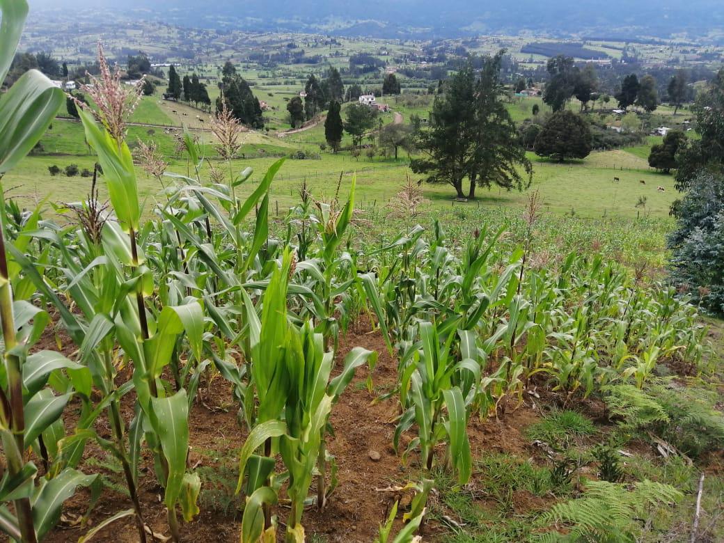 Maiz Para Vender En Mazorca