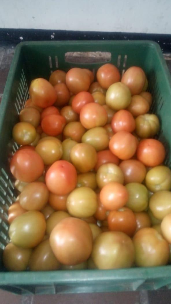 Tomate Chonto