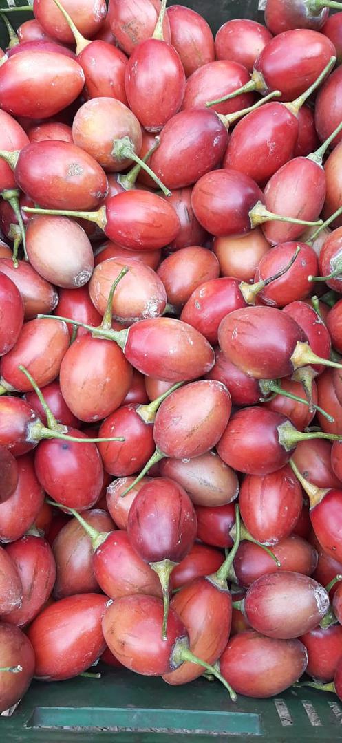 Tomate De Arbol Rojo
