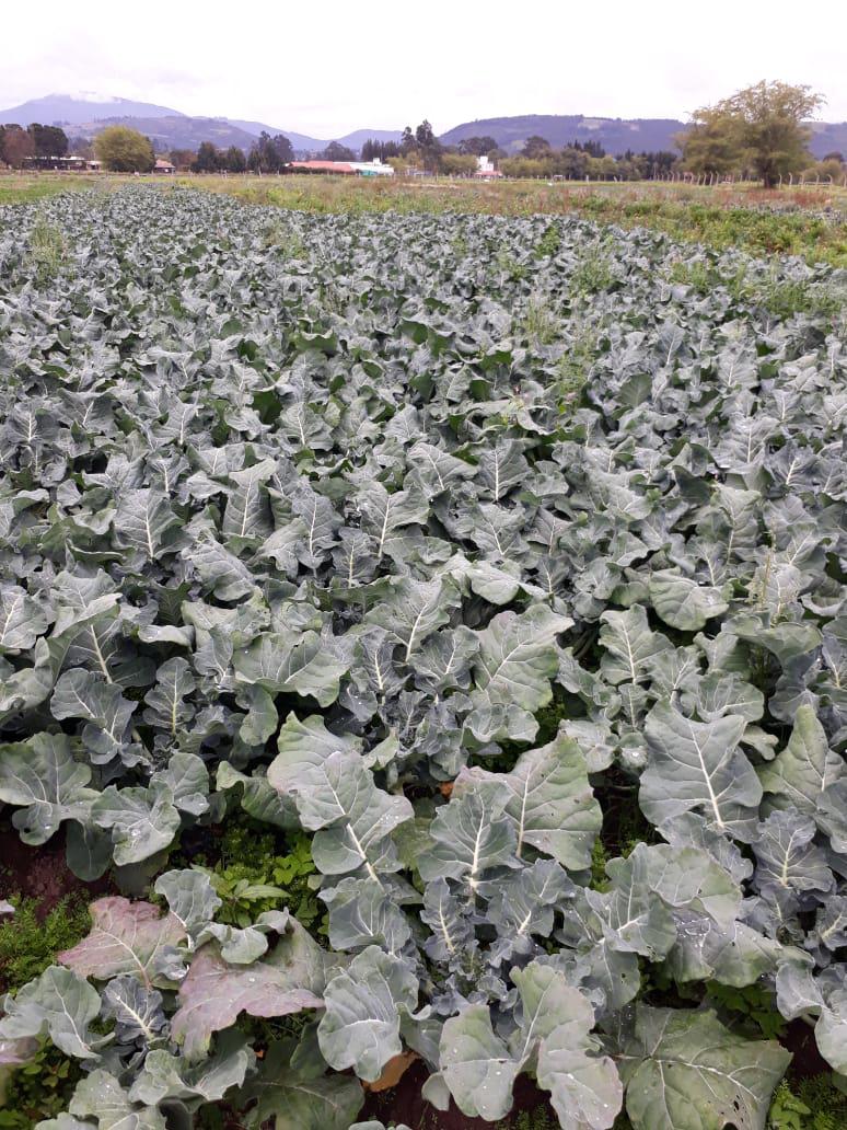 Hortalizas Espinaca Acelga Brocoli Apio