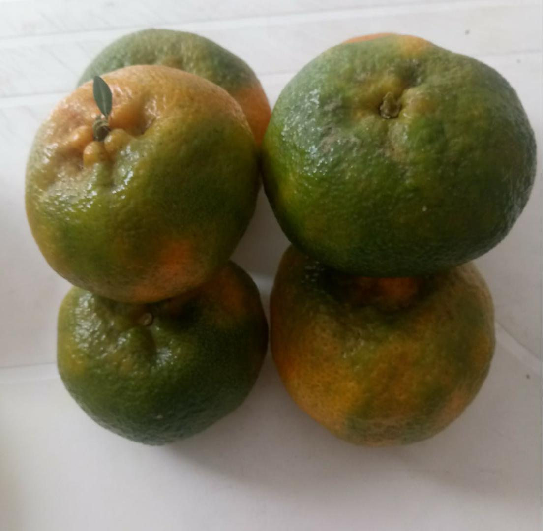 Mandarina