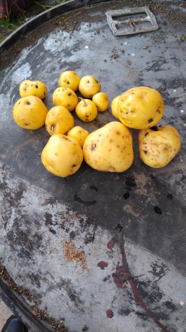 Papa Criolla De Chipaque