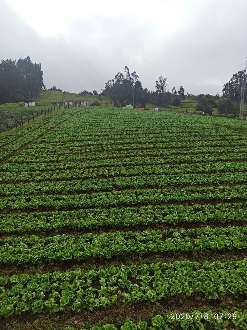 Lechuga Batavia