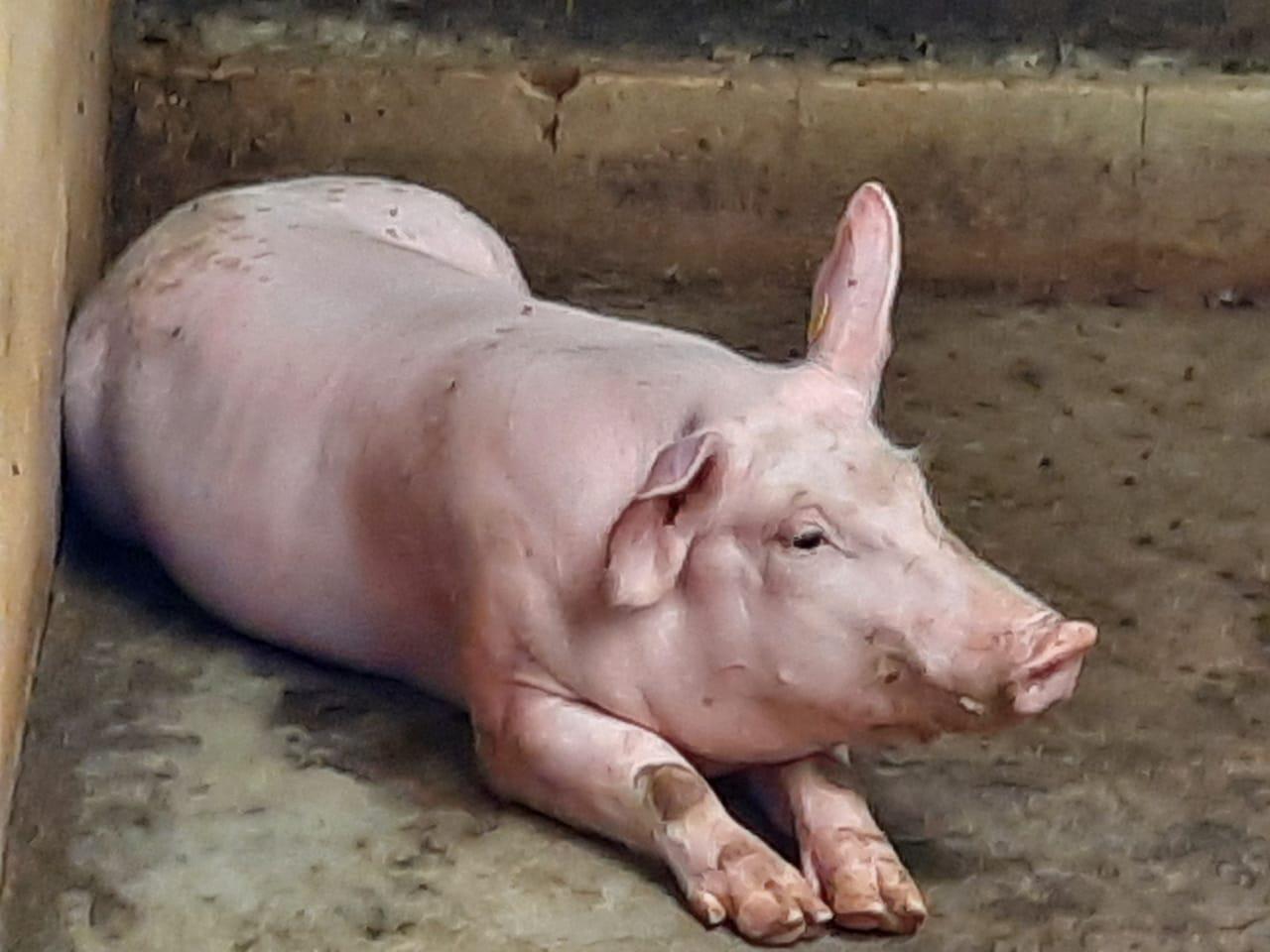 Cerdo En Pie De 80 Kg