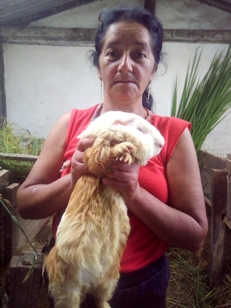 Cuy En Pie De 1300 Gramos Tipo Asadero
