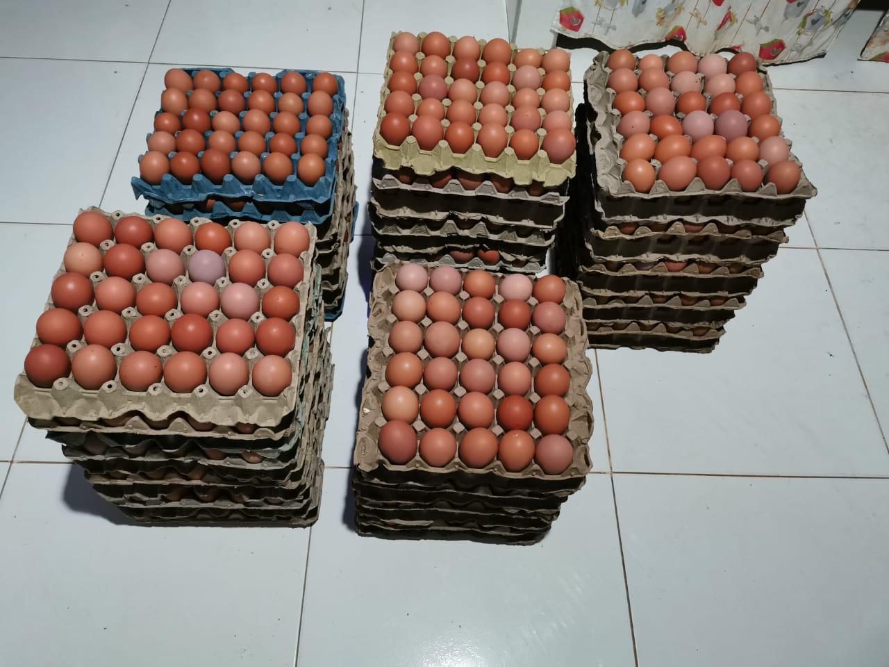 Huevos