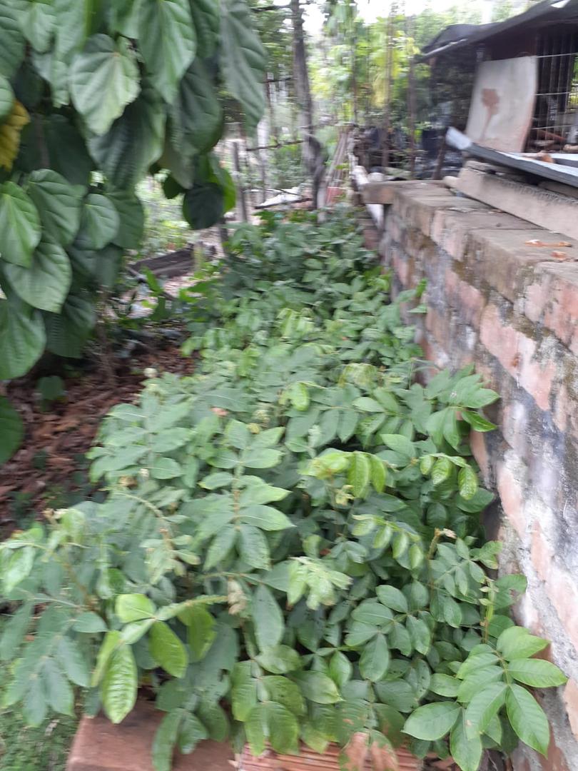 Colino De Guamo Santafereno