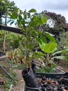 Colino De Guamo Santafereno