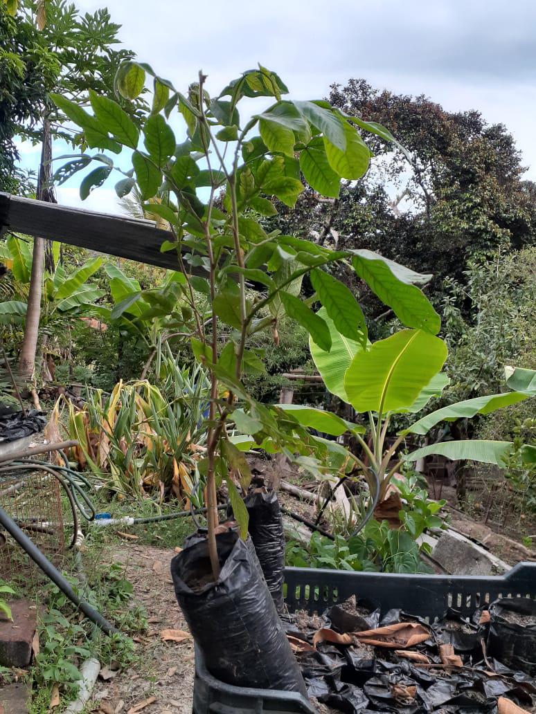 Colino De Guamo Santafereno