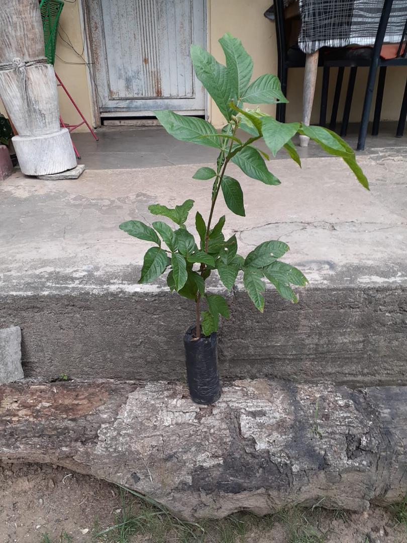 Colino De Guamo Santafereno