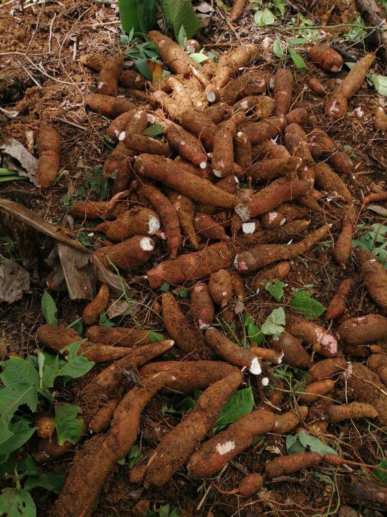 Yuca Copito Blanco Kilo A 1600