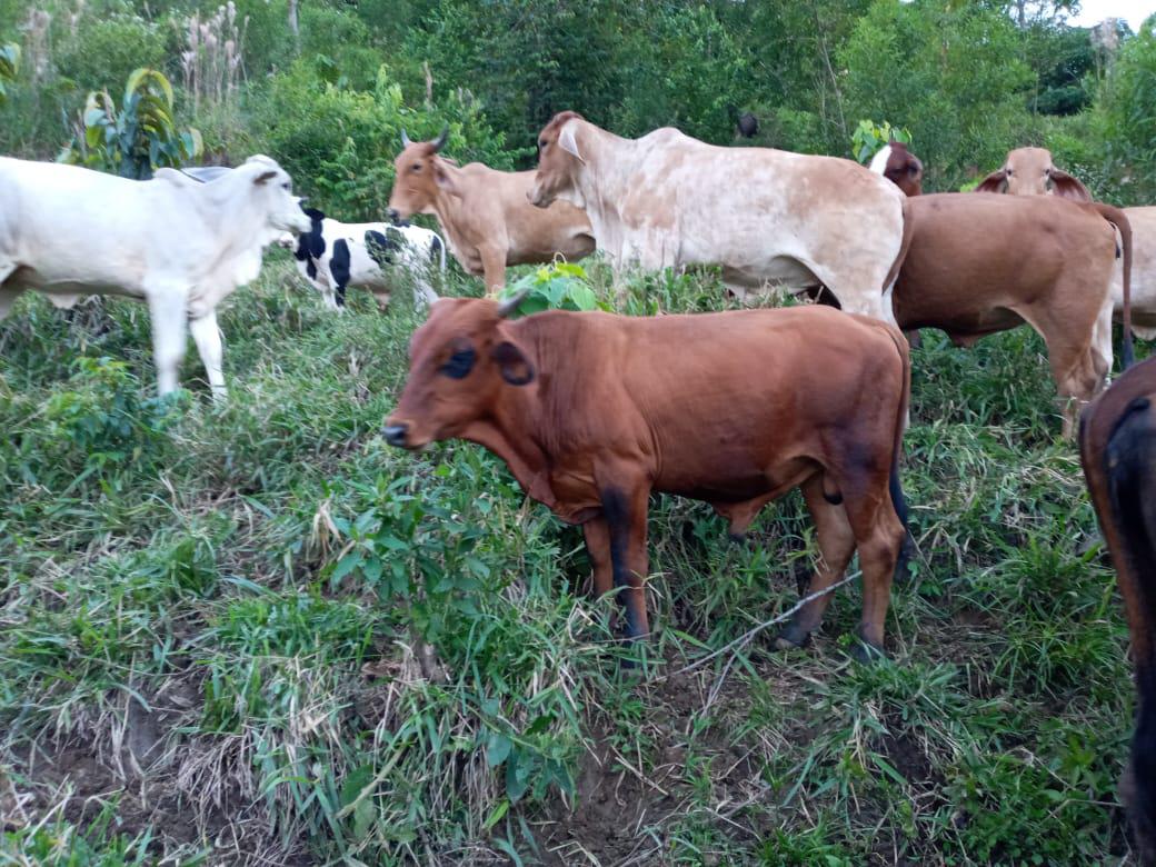 Ganado Bovino Para Carne