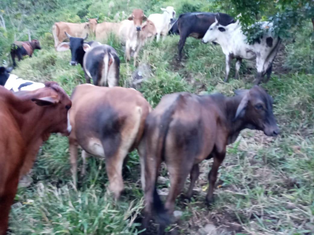 Ganado Bovino Para Carne