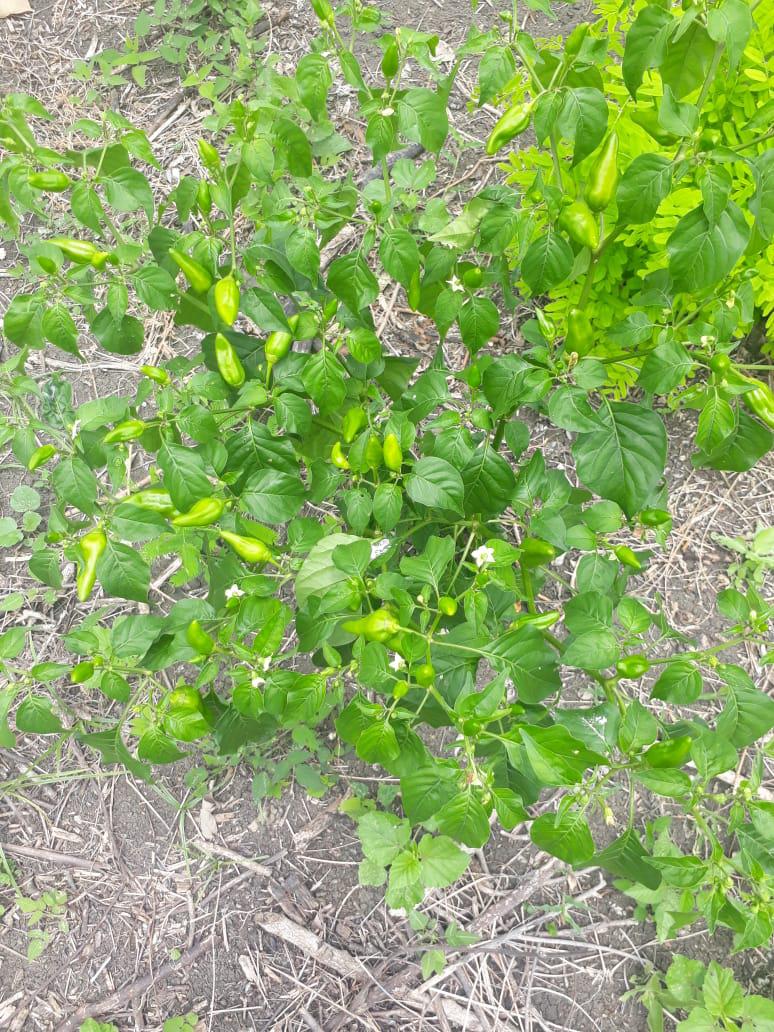 Aji Dulce
