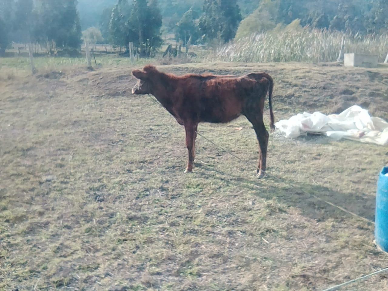 Terneras