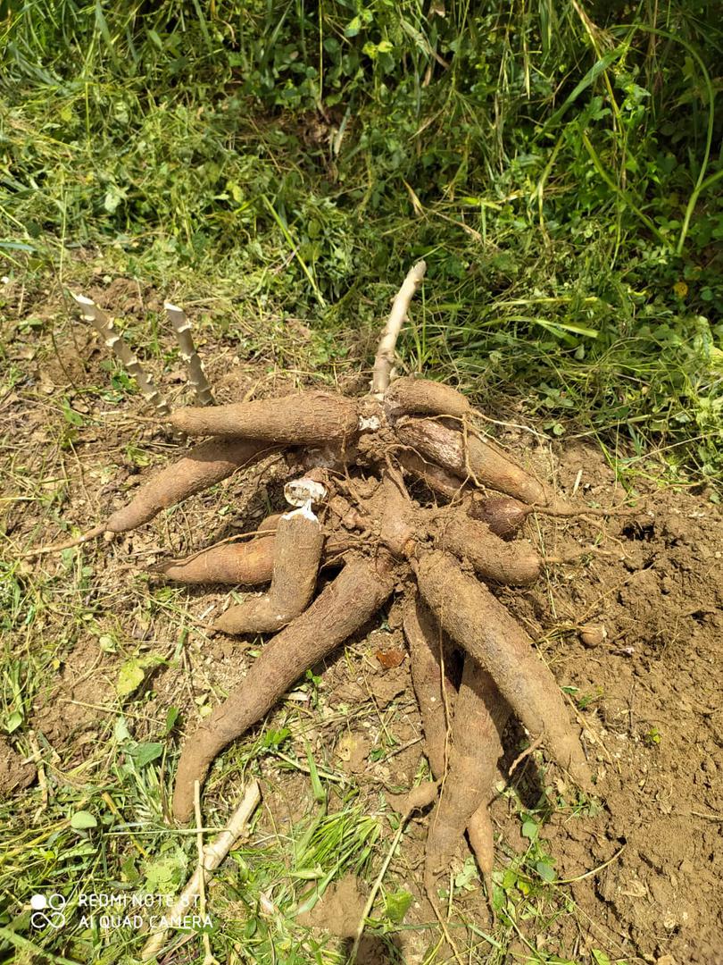Yuca Fresca Armenia Y Negrita Muy Buena