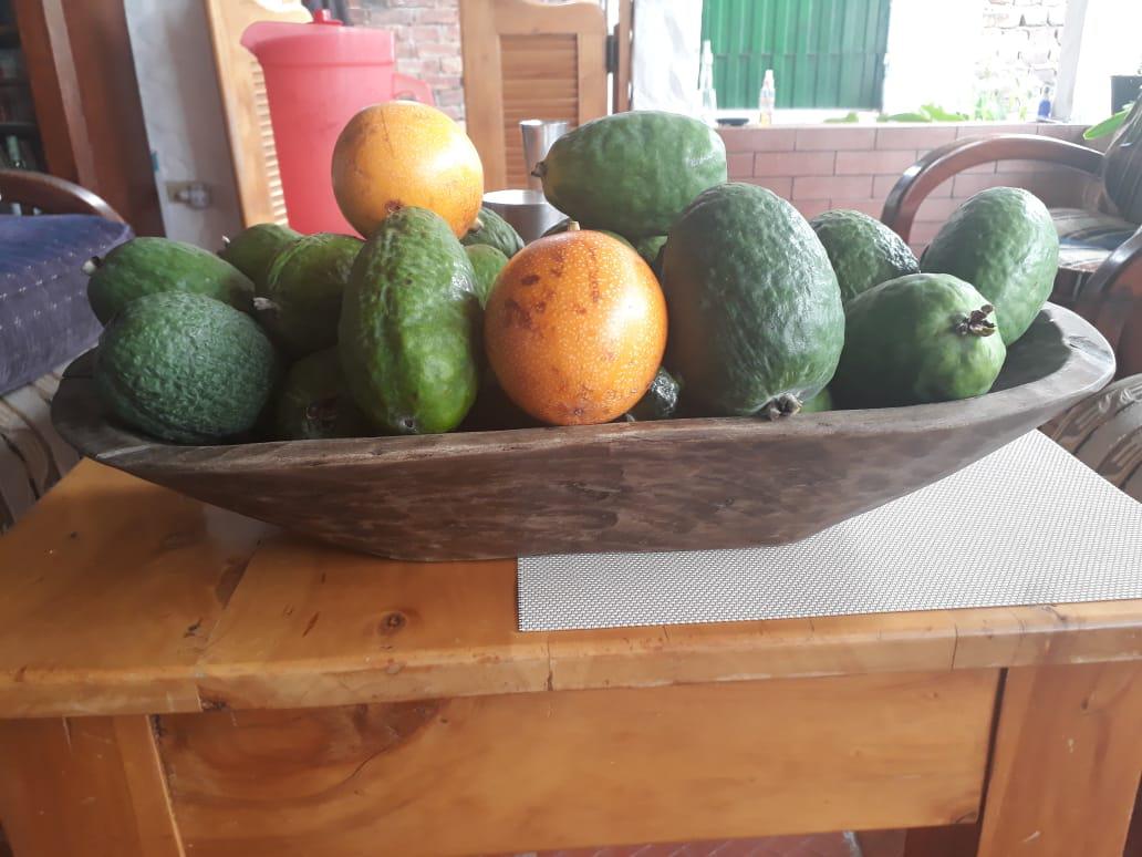 Feijoa