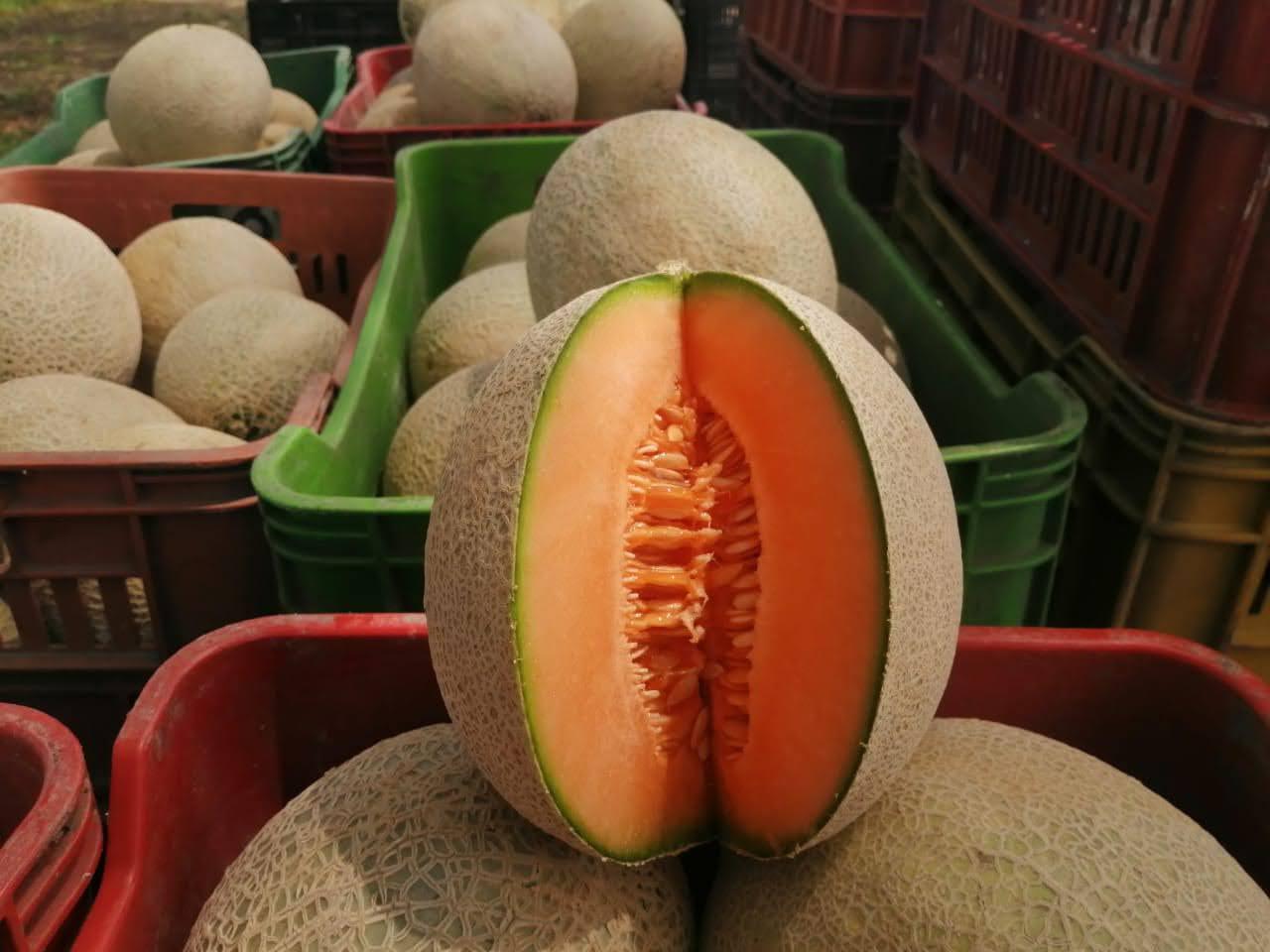 Melon Larga Vida Selecto