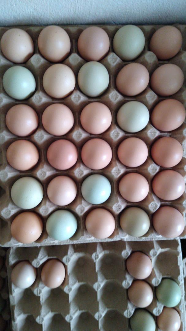 Huevos Criollo