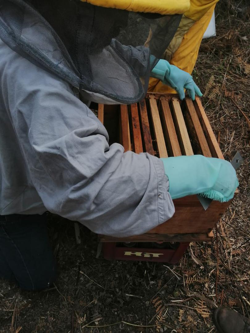 Miel De Abeja 100 Pura