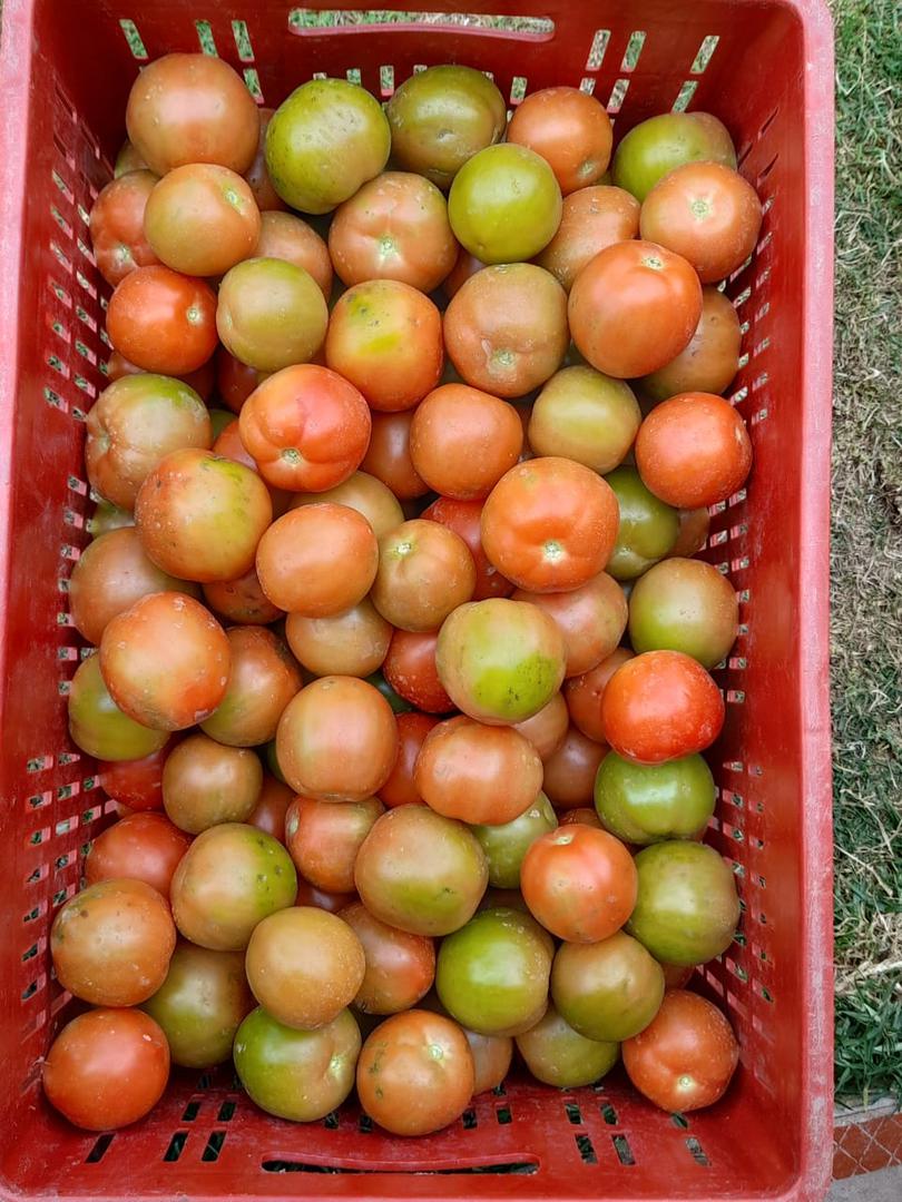 Tomate Chonto