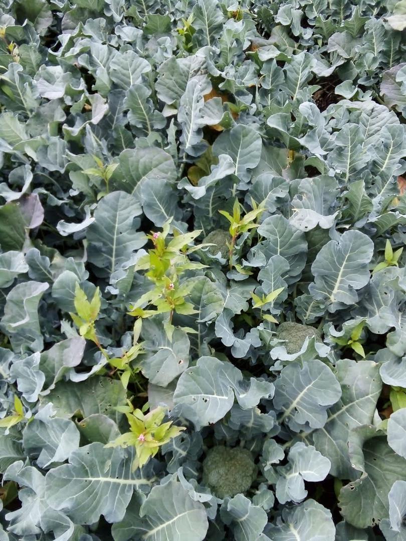 Brocoli