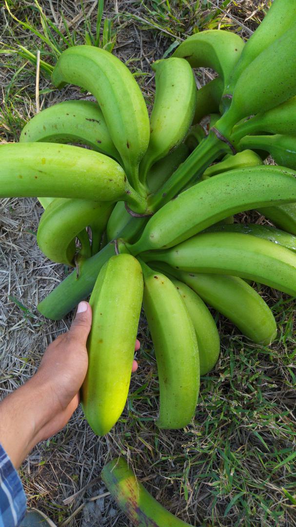 Platano