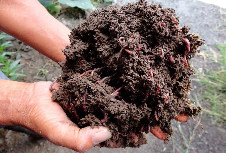 Compostera Hogar Lombriz Roja Incluida