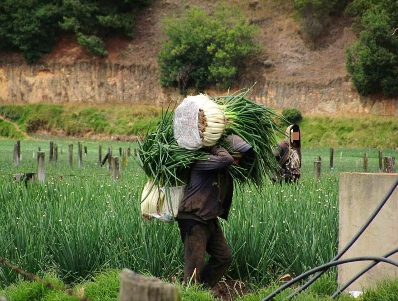 Cebolla Larga