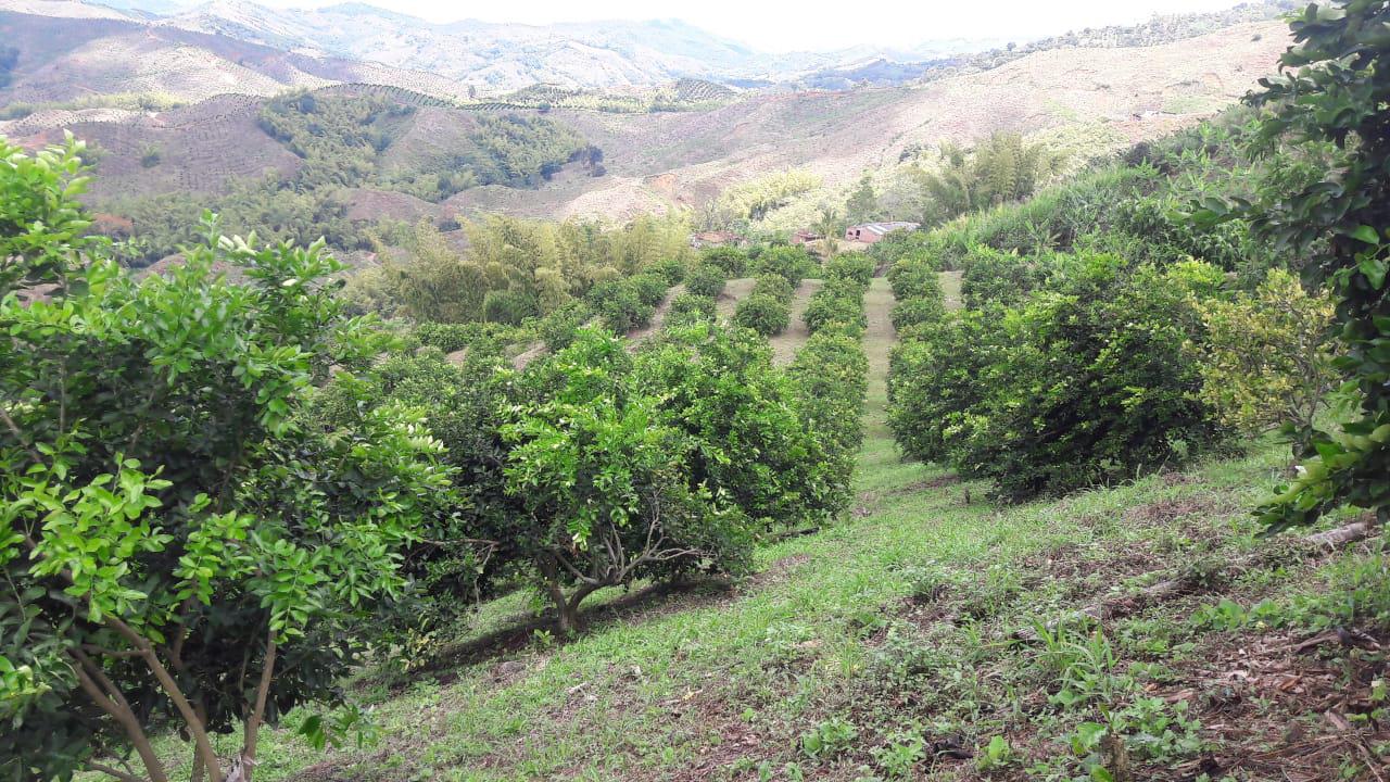 Limon Tahiti