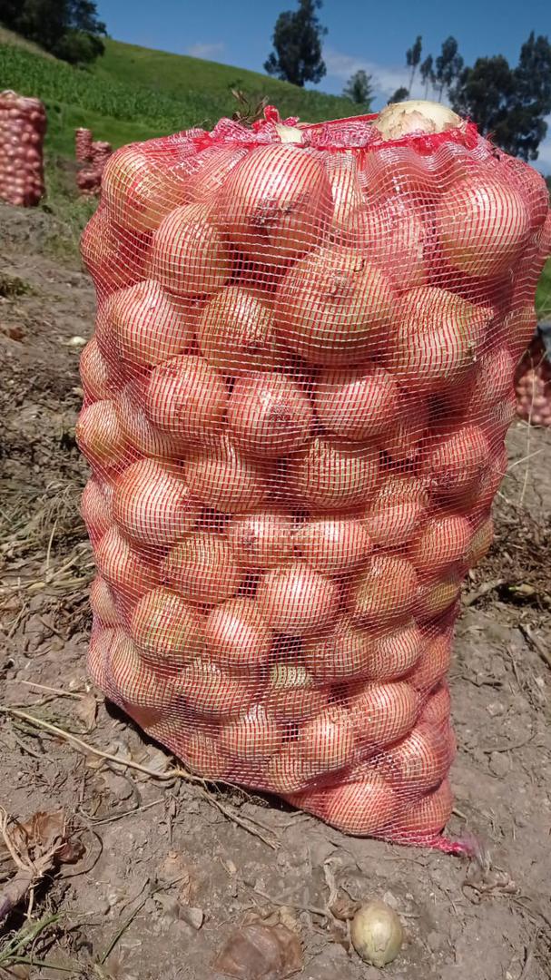 Cebolla Cabezona Blanca