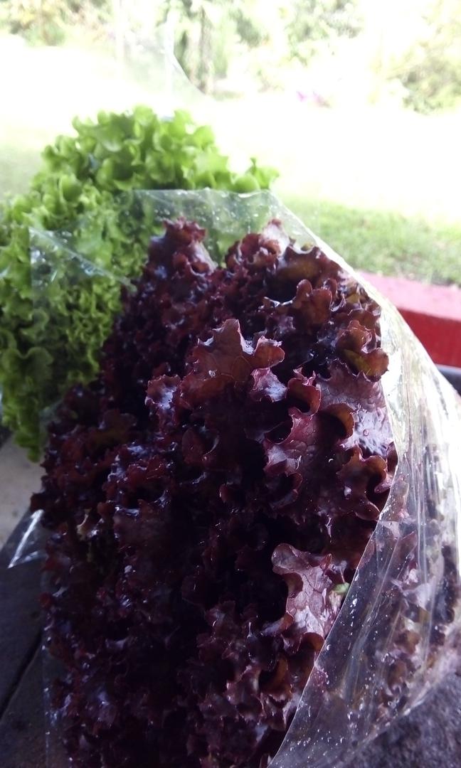 Lechuga Organica