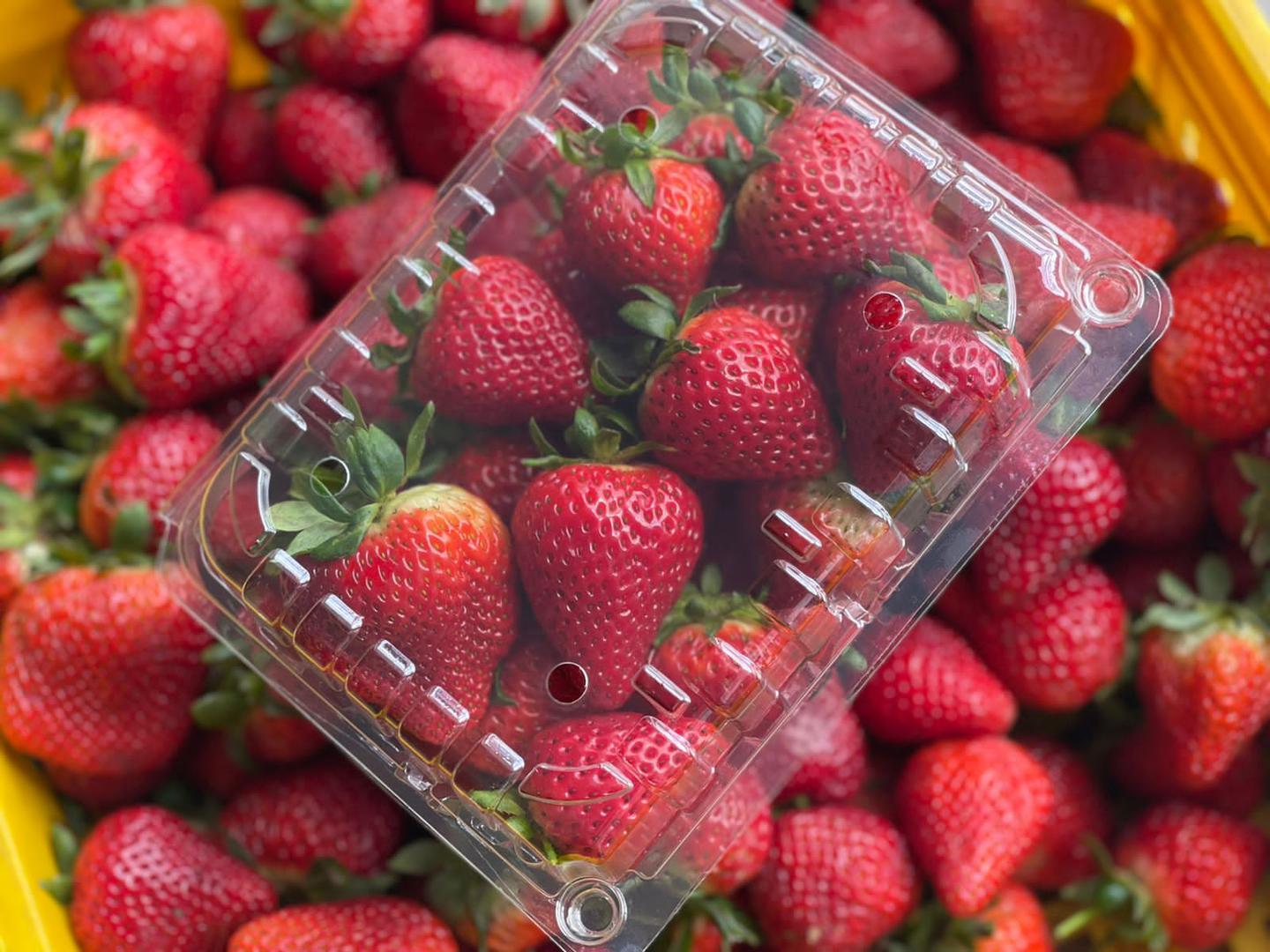 Fresas Por Libras