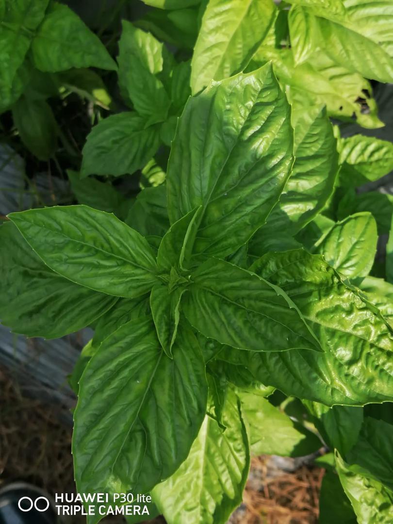 Albahaca Del Desierto