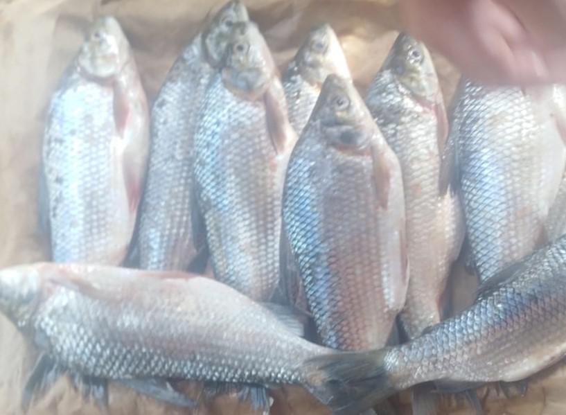 Bocachico Criollo X Kg