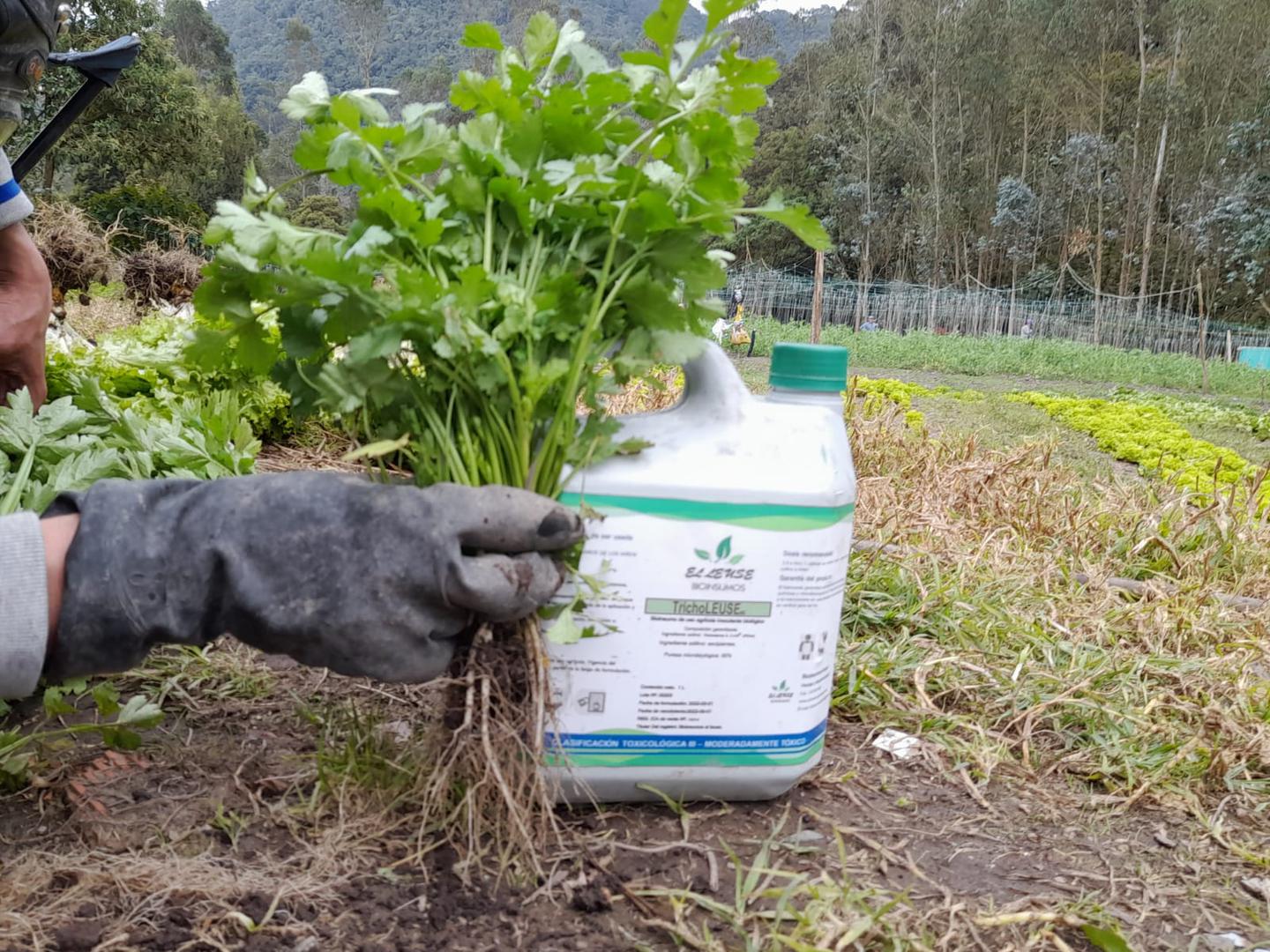 Cilantro Organico