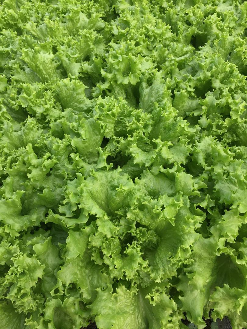 Lechuga Hidroponica