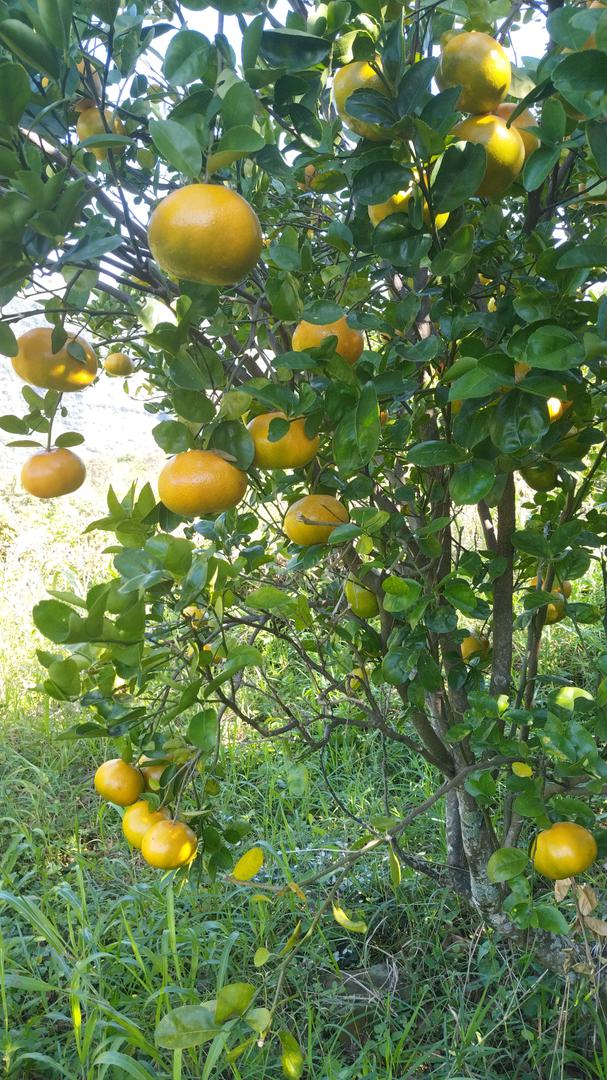 Mandarina Israeli