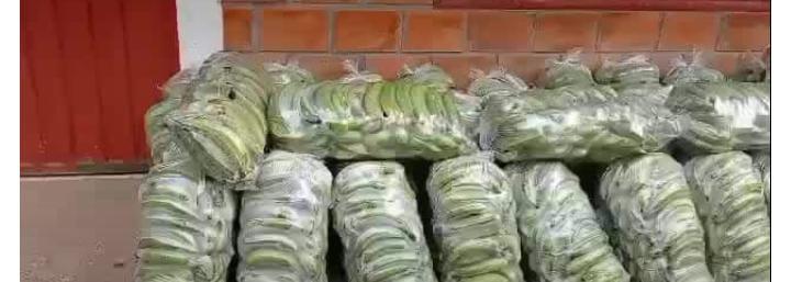 Platano Grueso