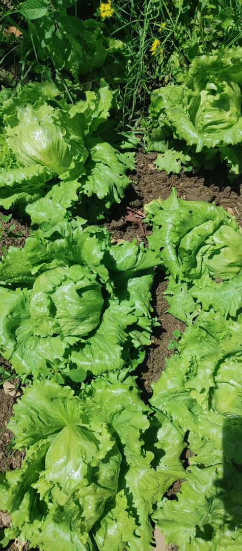 Lechuga De Repollo