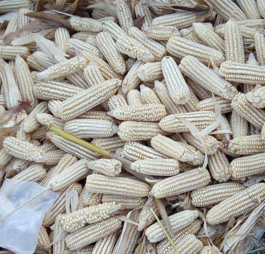 Maiz Blanco Hibrido