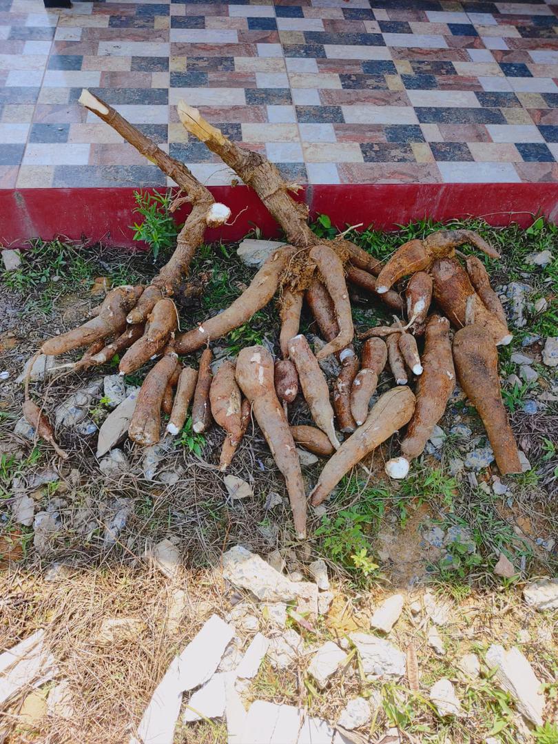 Yuca