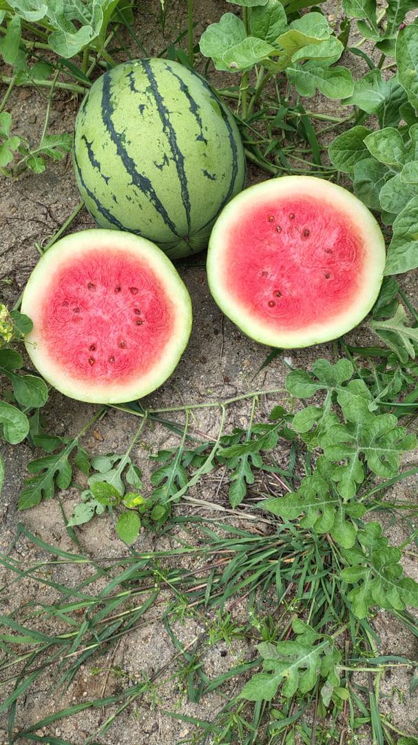 Sandia Baby Antonella