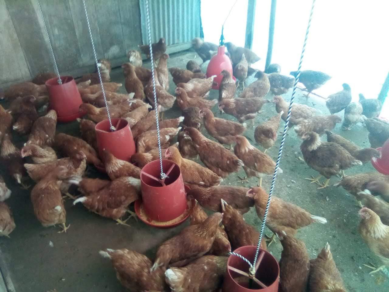 Huevo De Gallina Semicriollo