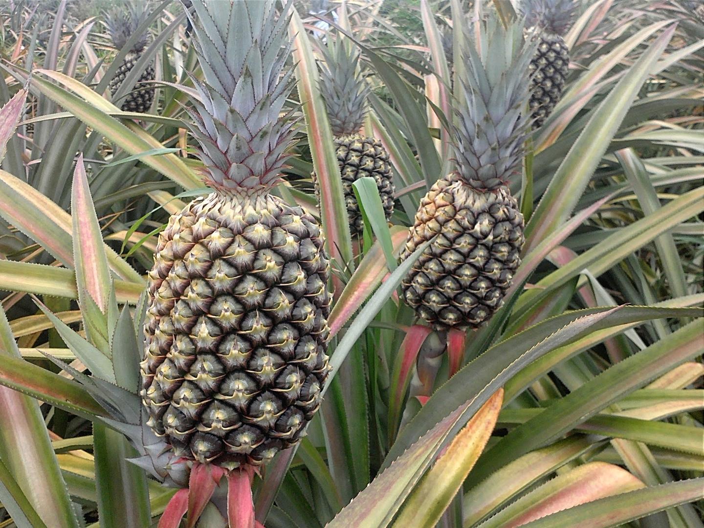Pina