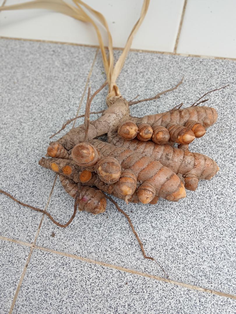 Curcuma Guarataro