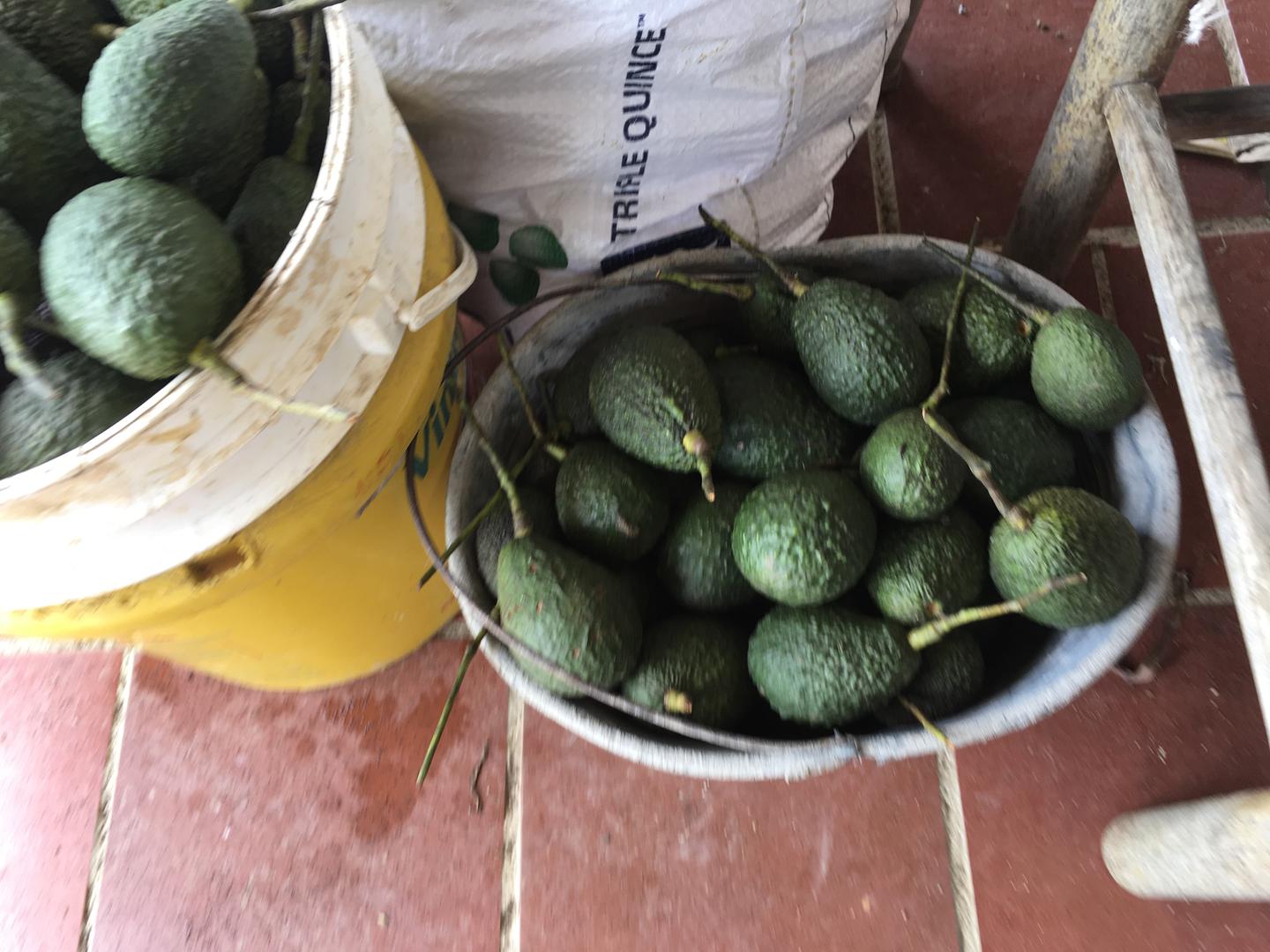 Aguacate Hass