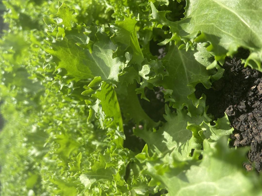 Lechuga Escarola Organica